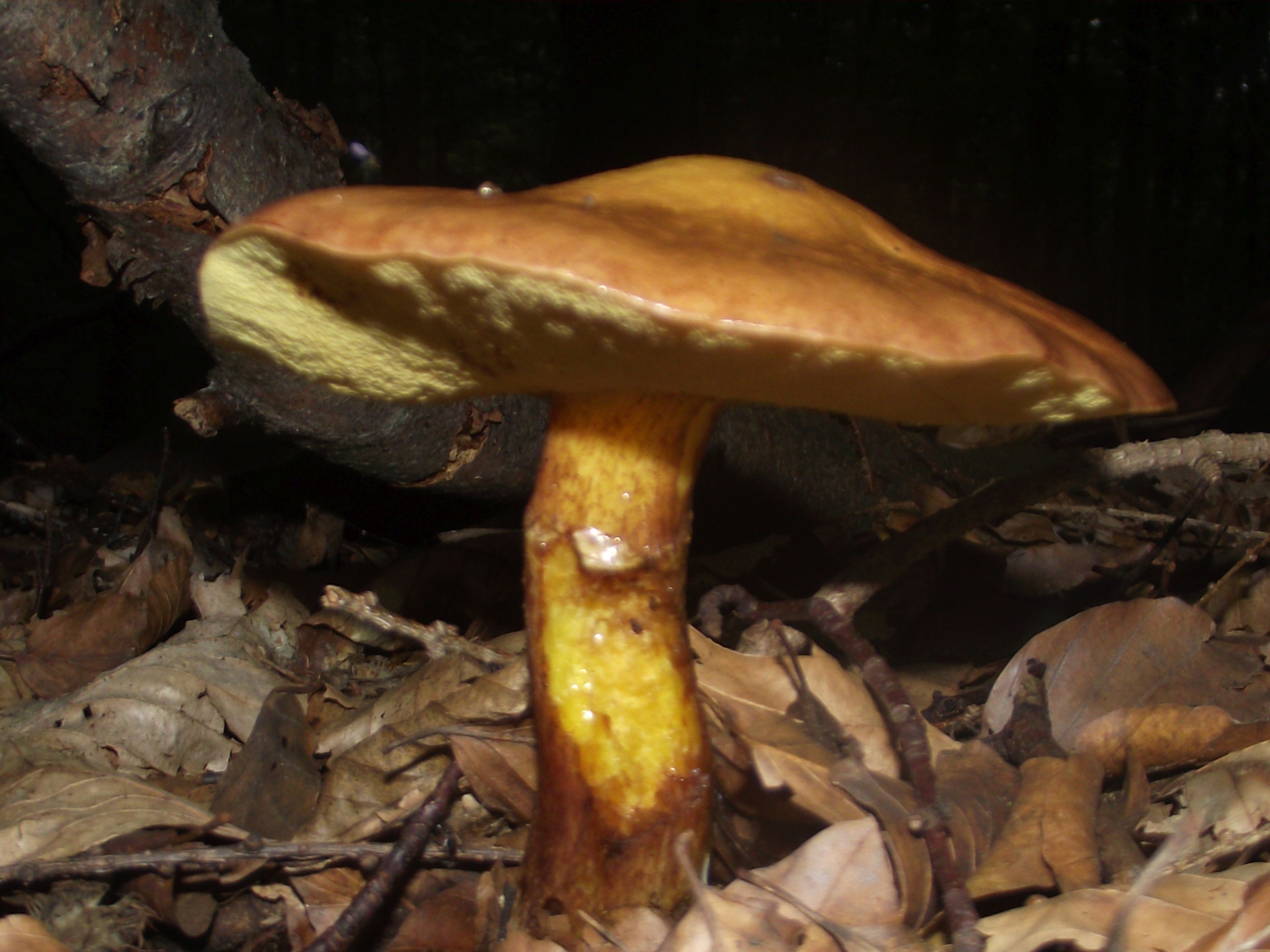 Goldgelber Lärchen-Röhrling
